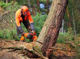 Tree and Shrub Care in Saraland, AL