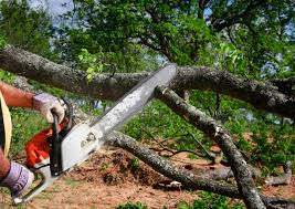 Best Tree Preservation Services  in Sarand, AL