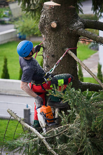 Best Firewood Processing and Delivery  in Sarand, AL